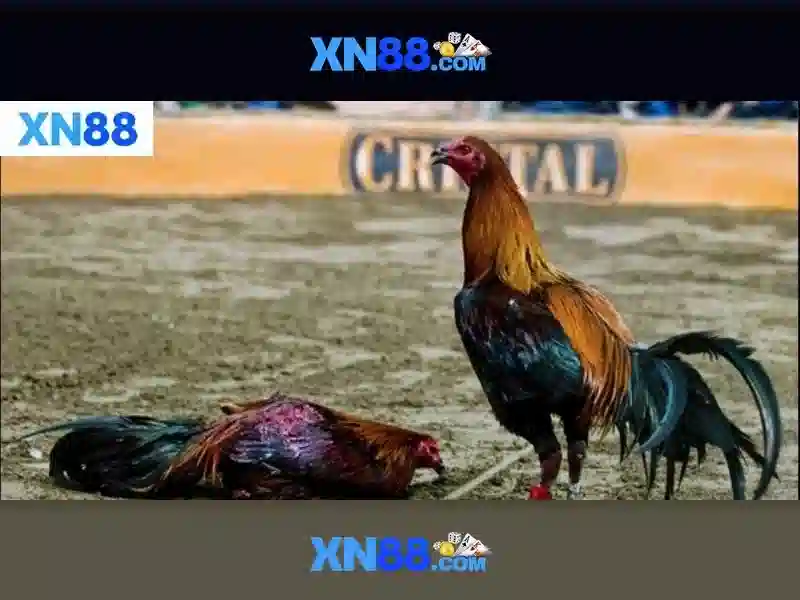 XN88: Tổng quan về hệ thống và ảnh hưởng đến người chơi
