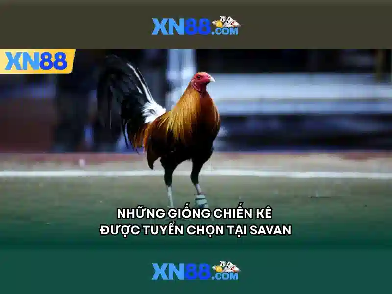 xn88: Nền tảng trò chơi trực tuyến chất lượng