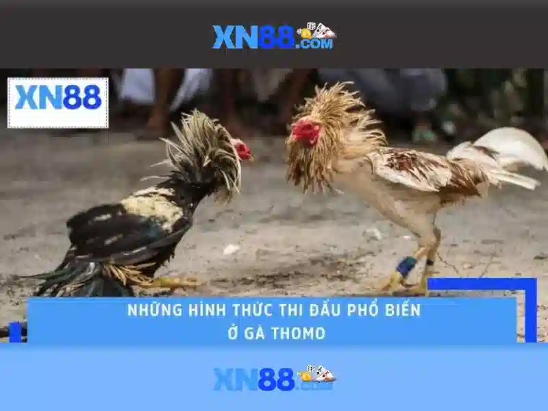 Giới thiệu xn88