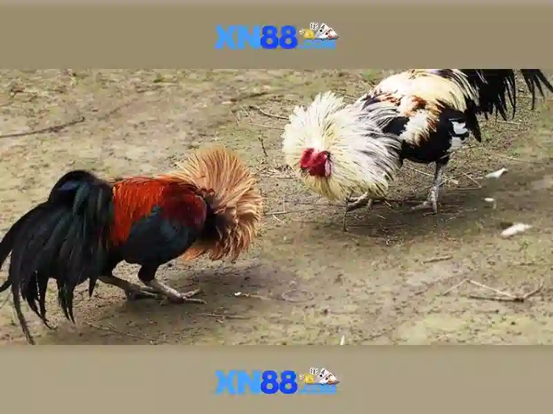 xn88: Giới thiệu và đánh giá