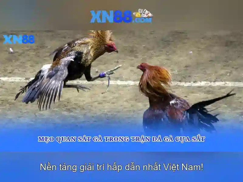 xn88 — Nền tảng cá cược và trò chơi trực tuyến