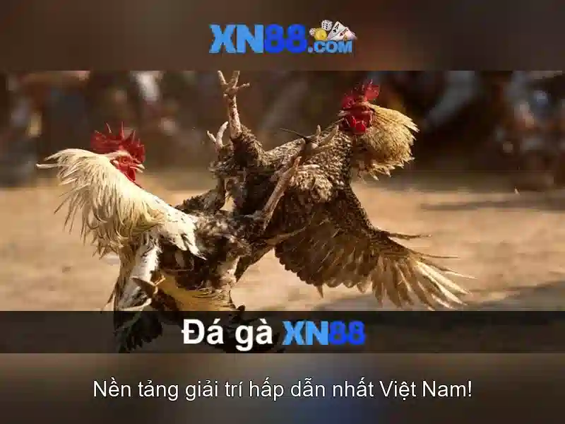 Hướng dẫn tham gia và lưu ý pháp lý